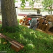 houpa�ka na stromu