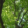 Pohled do stromu - uklidujc obrzky