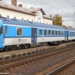 Sysel v Lys nad Labem