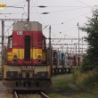 Se�azen� kocou�i v Plzni