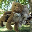 Rosaura na houpa�ce na strom�
