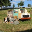 nov� autobus