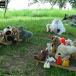 svatba a Rosaura s �atama ze z�clony